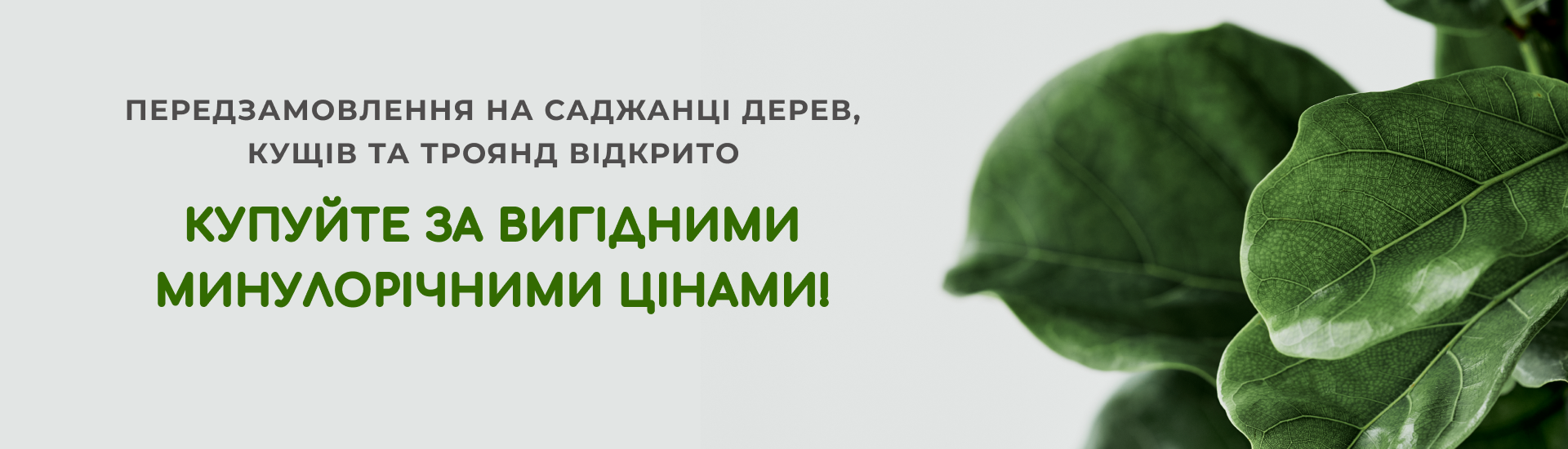 Передзамовлення на саджанці