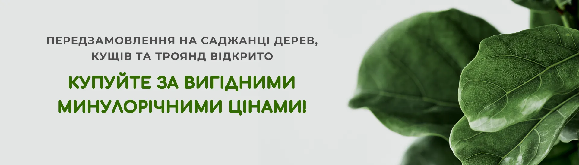Передзамовлення на саджанці