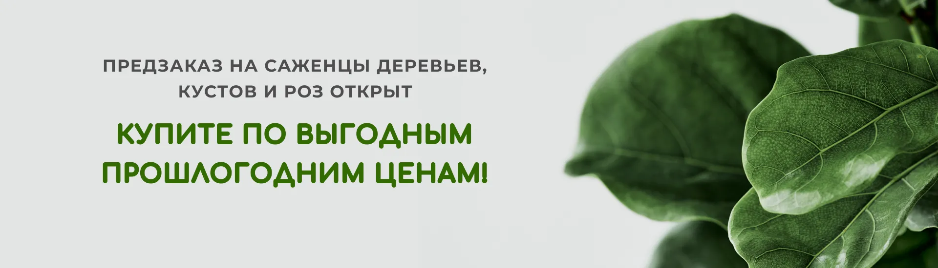 Предзаказ на саженцы