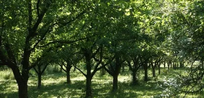 Як створити гармонійний сад: поєднання декоративних та плодових рослин