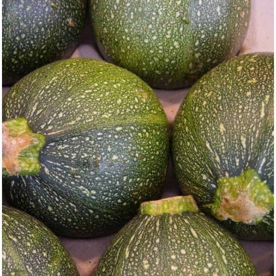 Кабачок Зелений Шар, (насіння 10 шт в упк)