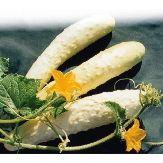 Огiрок Китайський бiлий, (насіння 0,3г)