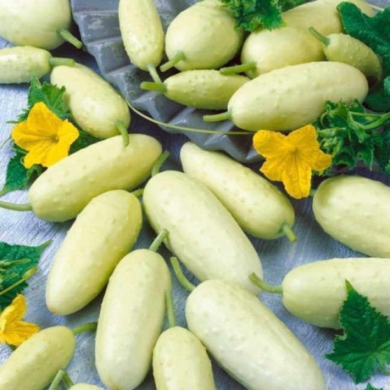 Огiрок Китайський бiлий, (насіння 0,3г)