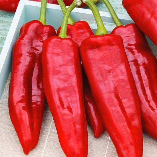 Перець солодкий Іспанський, (насіння 0.3г)