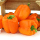 Перець солодкий Оранжевий Дивосвіт, (насіння 0,3г)