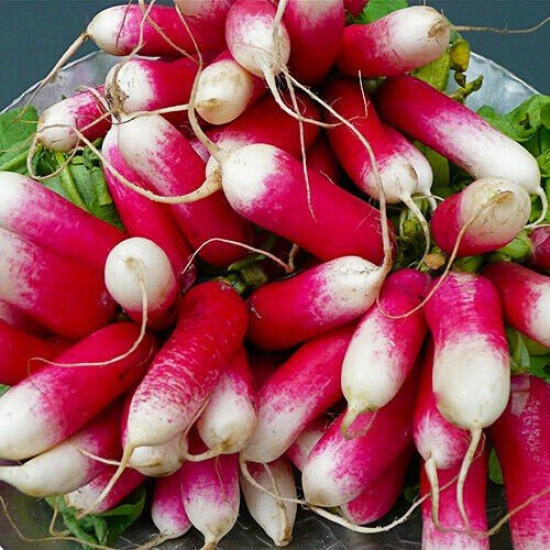 Редис Дует, (насіння 3г)