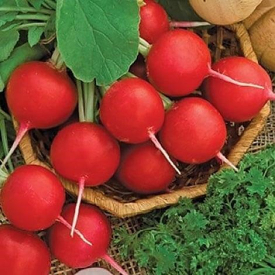 Редис Суперстар, (насіння 2г)
