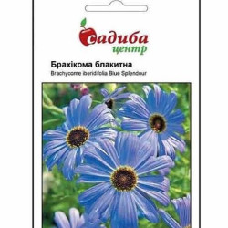Брахікома блакитна, (насіння 0.1г)