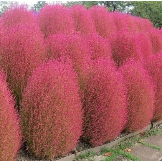 Кохія, (насіння 0,5г)