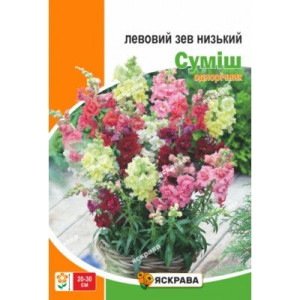 Левовий Зев низькорослий, суміш забарвлень (насіння 0,2г)