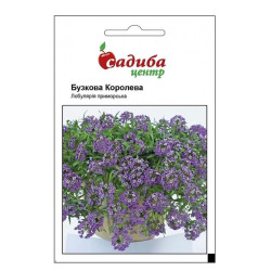 Лобулярия Сиреневая королева (семена 0,1г)
