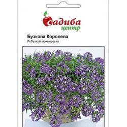 Лобулярія Бузкова Королева, (насіння 0,1г)