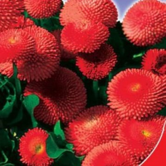 Маргаритка Этна (семена 0,1г)