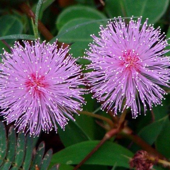 Мімоза соромязлива, (насіння 0,2г)