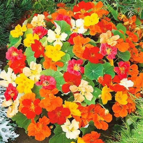 Настурцiя махрова Високоросла, суміш забарвлень (насіння 1г)