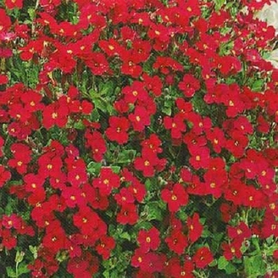 Обриетта Красный каскад (семена 0.1г)
