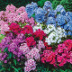 Флокс Холодне полум'я, суміш забарвлень (насіння 0.1г)