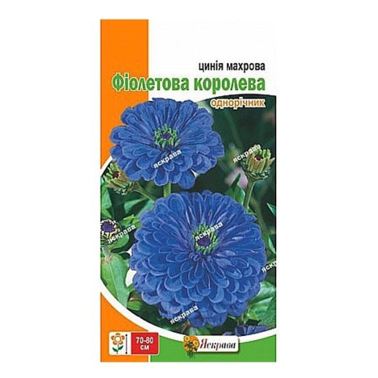 Цинiя Фіолетова Королева, (насіння 0,5г)