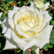 Троянда Чайно-гібридна Полярна зірка