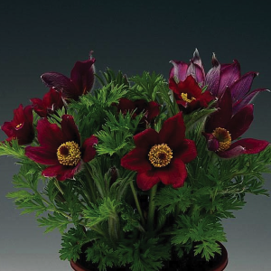 Сон-трава Дарк Ред Шейдс