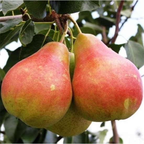 Груша Богема
