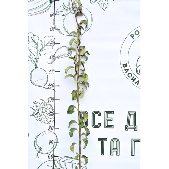 Груша Скороспілка