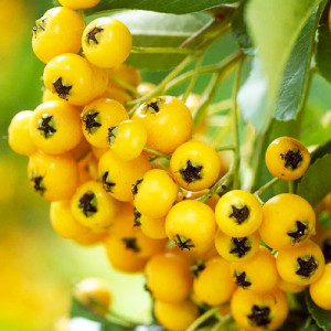 Піраканта Солейл Дор (в горщику р9)