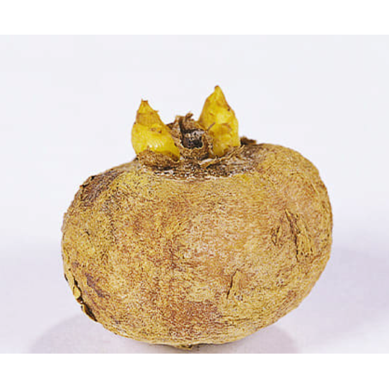 Ряст Без Еванс (3 шт в упаковці)