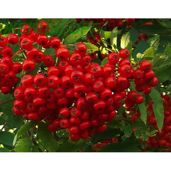 Горобина Червоноплідна