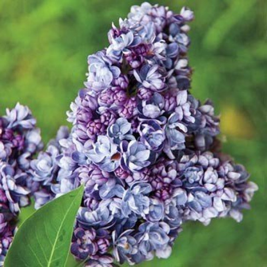 Сирень Минует (горшок р9)
