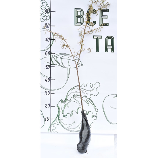 Обліпиха Алтайська: чол. (1) + дружин. (1) (горщик р9)