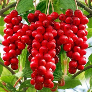 Лимонник китайский (горшок р9)