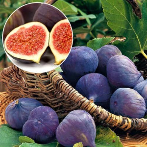 Інжир Кримський чорний (горщик р9)
