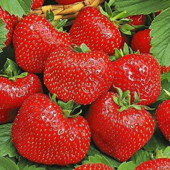 Полуниця (великоплідна) Віма Тарда (5 шт в упаковці)