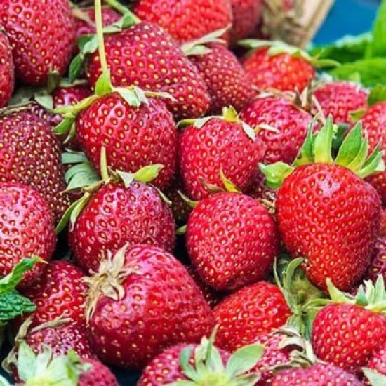 Полуниця (великоплідна) Кімберлі (5 шт в упаковці)