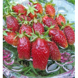 Полуниця Купчиха (5 шт в упаковці)