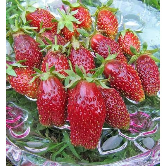 Полуниця Купчиха (5 шт в упаковці)