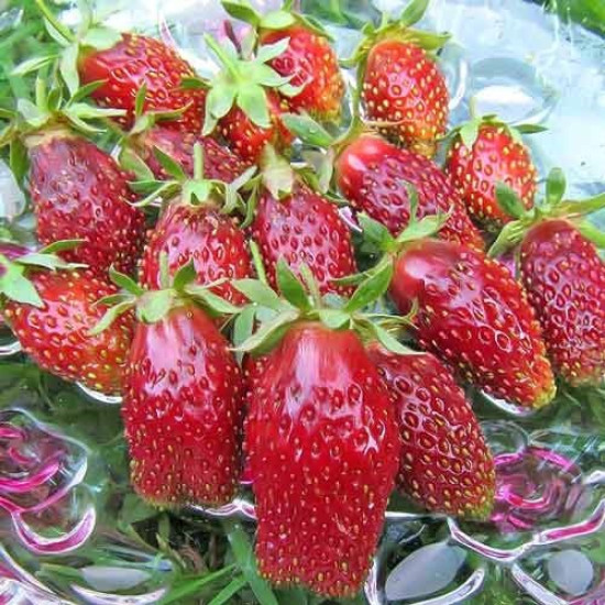 Земляника садовая Мускатная Бирюлевская (5 шт в пачке)