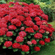 Гортензія крупнолиста Вогняна краса (горщик р9)
