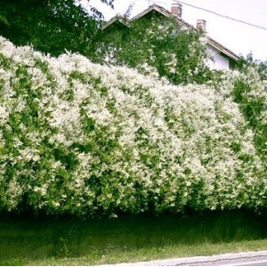 Фаллопія Ауберт (горщик p9)