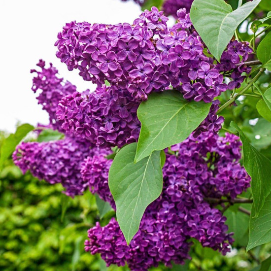 Сирень Чарльз Джоли (горшок р9)
