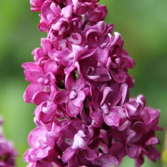Сирень Чарльз Джоли (горшок р9)