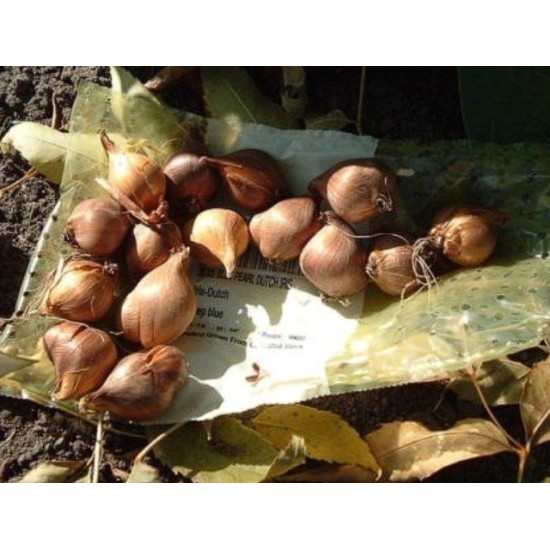 Ірис голландський, мікс (5 шт в упаковці)