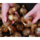 Нарцис Спліт Корона Касата (2 шт в упаковці)