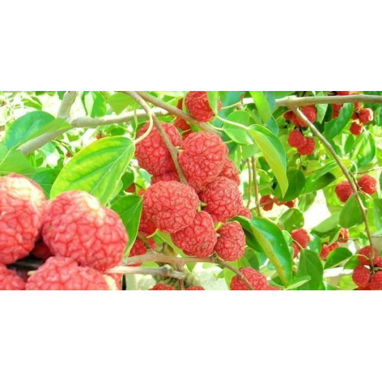 Кудрания клубничное дерево (горшок р9)