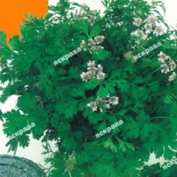 Коріандр (насіння 10г)
