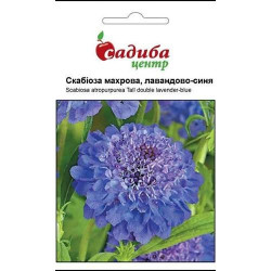 Скабіоза махрова, лавандово-синя (насіння 0,2г)