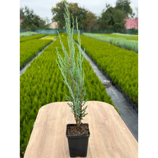 Ялівець скельний Блю ероу (горщик р9)