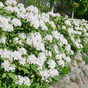 Рододендрон Канингемс вайт (горшок р9)