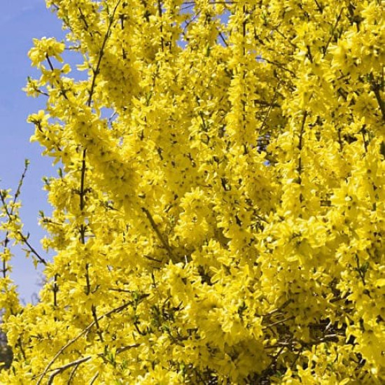 Форзиція Мініголд (горщик р9)
